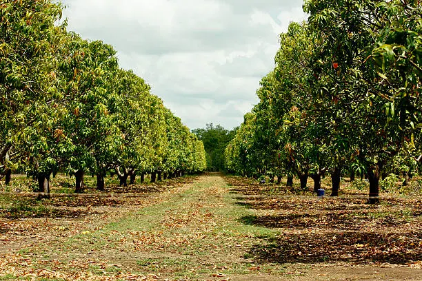 Yellow Gold Farms Mangaon